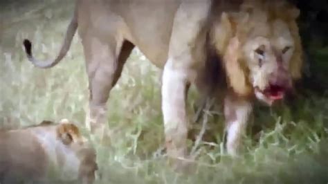 Male Lions Fighting Over Lioness To Die Youtube