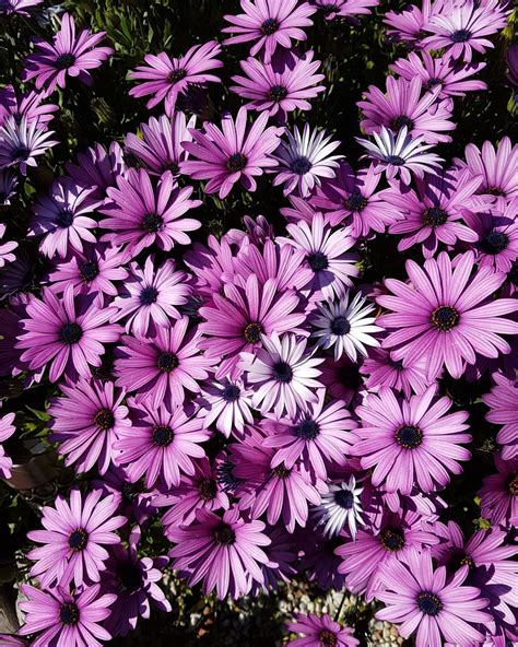 25 Different Types Of Daisies To Plant In Your Garden This Spring
