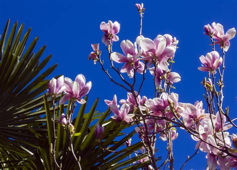 Free Images Tree Nature Branch Blossom Sky Petal Bloom Spring