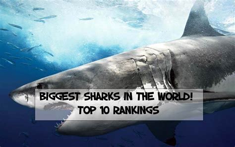 Biggest Sharks In The World Top 10 Rankings Ouachitaadventures