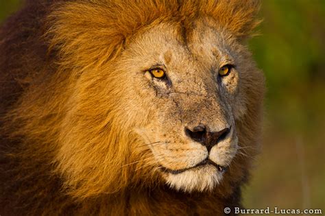 The lion is one of the largest, strongest and powerful felines in the world, second only in size to the siberian tiger. Lion Face - Burrard-Lucas Photography