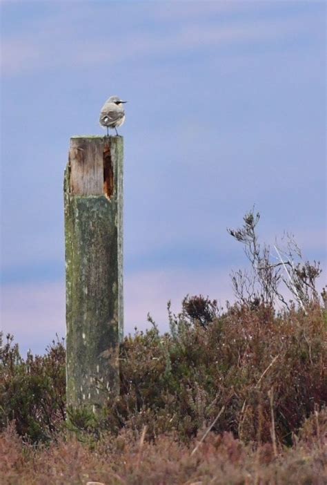 Wheatear Oenanthe Oenanthe Irish Birding