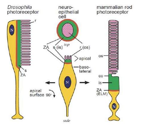 why do our photoreceptors respond to light by turning off