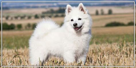 Everything You Need To Know About Indian Spitz Dog Origin History G