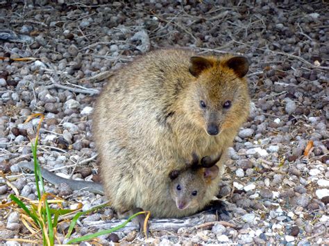 The quokka (setonix brachyurus) is a small marsupial similar in appearance to a wallaby or kangaroo, with distinctive short brown coarse hair and lighter underparts. Mama quokka and her tiny baby. | Quokka, Cute animals ...