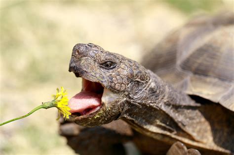 What Foods Do Reptiles Eat