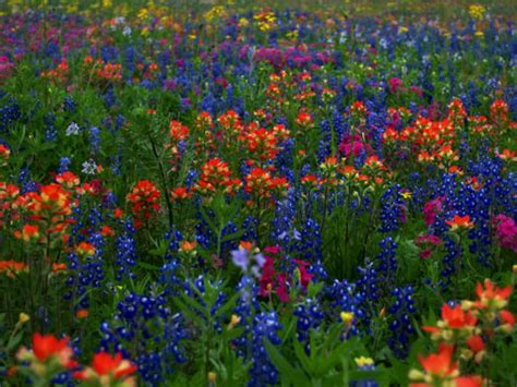 The Best Places For Wildflower Sightings In Austin And