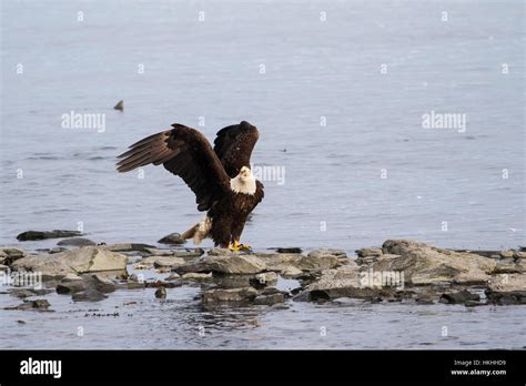 A Mature Bald Eagle Haliaeetus Leucocephalus Sits On Shoreline And