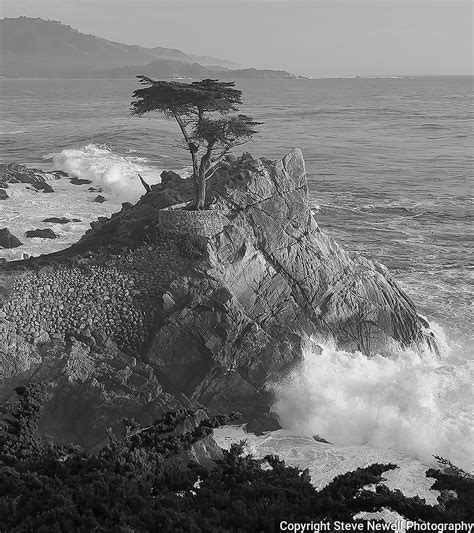 Lone Cypress Tree 17 Mile Dr Pebble Beach Ca Steve Newell Photography