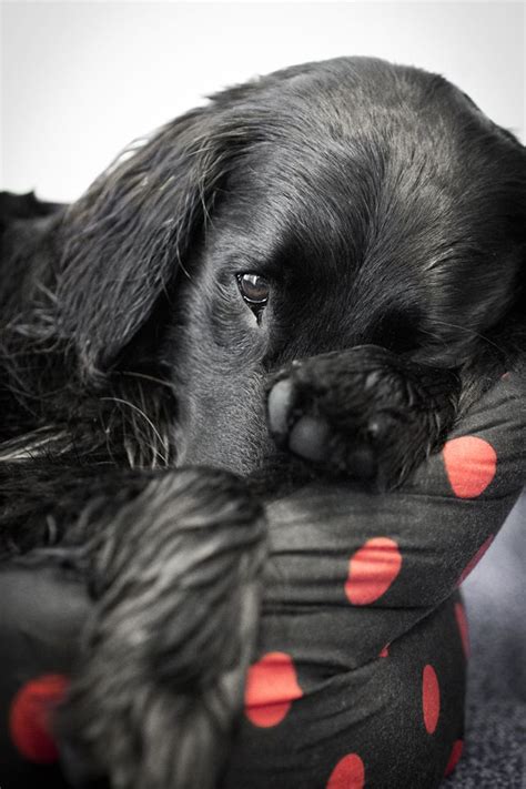 images  flat coated retriever  pinterest coats adoption  dog show