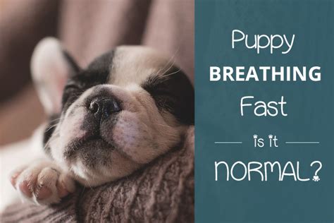 Maybe you would like to learn more about one of these? Puppy Breathing Fast: Is It Normal? What Should You Do?