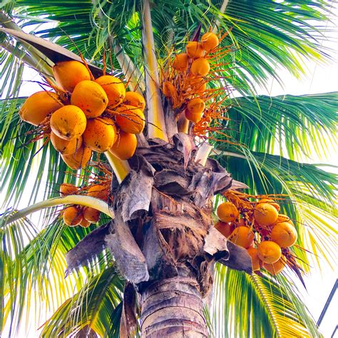 Picture Of Coconut Tree With Coconut Filecoconut 514635121