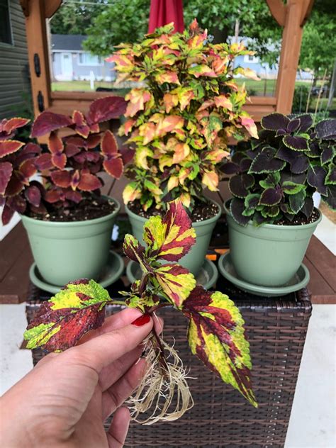 Variegated Coleus W 1 2 Roots Yellow Purple Red And Etsy