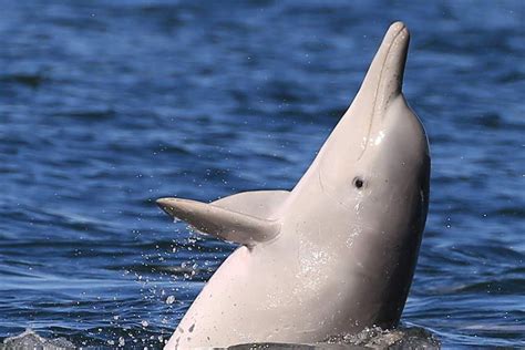 Humpback Dolphins Researchers Track Vulnerable Species In Moreton Bay