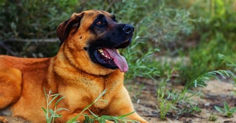 A Comprehensive Guide To The German Shepherd Mastiff Mix