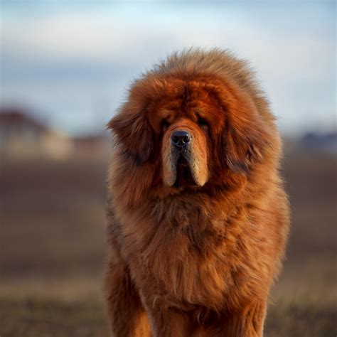Tibetan Mastiff Big Bear Dog Atelier Yuwaciaojp