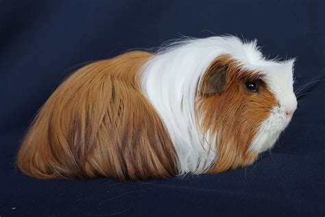 Native to south america and exist in peru, argentina, and braz… what are the types of guinea pigs and t… cavy or porcellus. How To Pick The Right Guinea Pig | Choosing A Guinea Pig ...