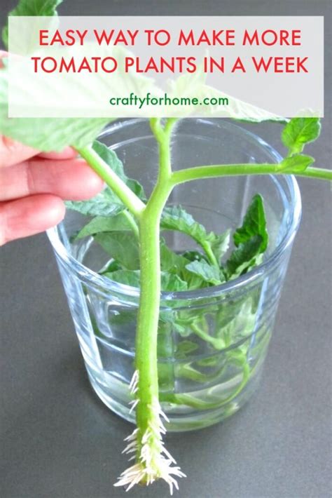 How To Root Tomato Plants From Cuttings Crafty For Home