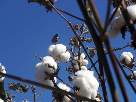 Fibre Plant Cotton Economic Importance Study Material And Notes