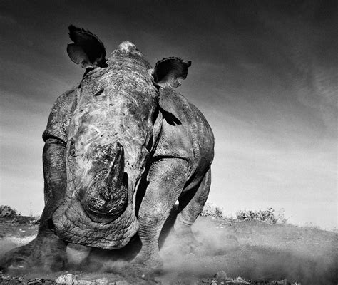 The New Show Of Wildlife Photographer David Yarrow Dodho