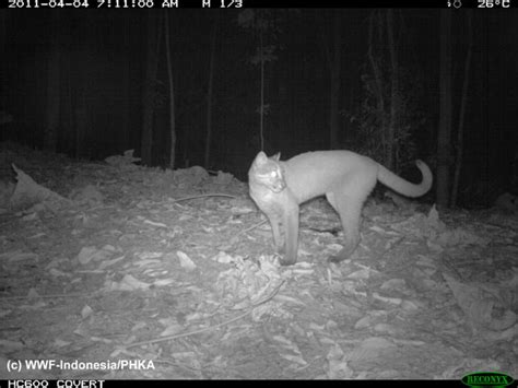 Photos: five wild cat species documented in Sumatran forest imperiled