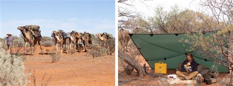 They have an upper lip that is split in two with each part separately mobile, camels also have an isolated incisor in the upper jaw. Crossing Australia: Sophie Matterson and her five camels