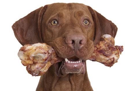 Give A Dog A Bone Wait Is It Safe Bones Can Kill Dogs Which To Feed