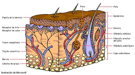 Anatom A Del Sistema Tegumentario Cuerpo Humano