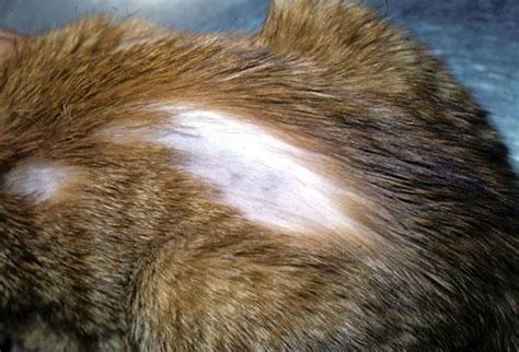 P Rdida De Cabello Alopecia En Gatos B Sica Causas Y Tratamiento