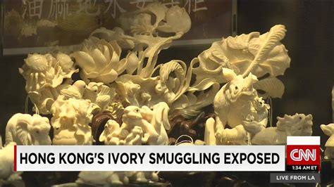 Hong Kongs Ivory Smuggling Exposed Cnn Video