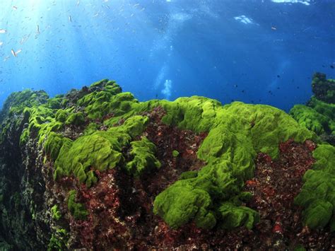Ocean Algae Steal Genes From Bacteria