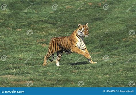 Bengal Tiger Panthera Tigris Tigris Adult Running Stock Image Image