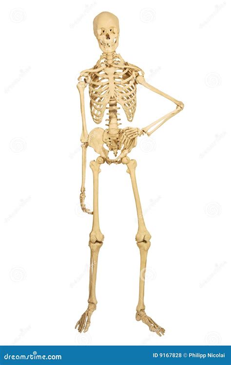 Human Skeleton Standing Royalty Free Stock Photos Image 9167828