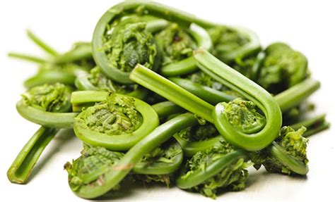 May 01, 2014 · photo by holly a. fiddlehead identification