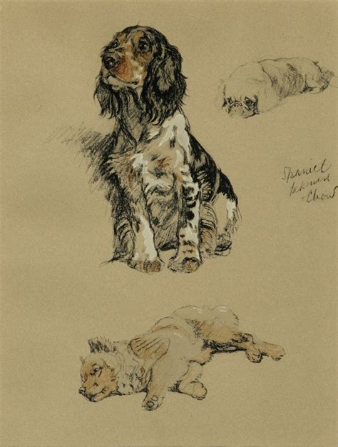 Matted Vintage Dog Print Spaniel Pekinese Chow Cecil Aldin C 1934