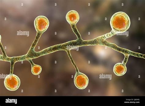 Blastomyces Fungus Illustration Stock Photo Alamy