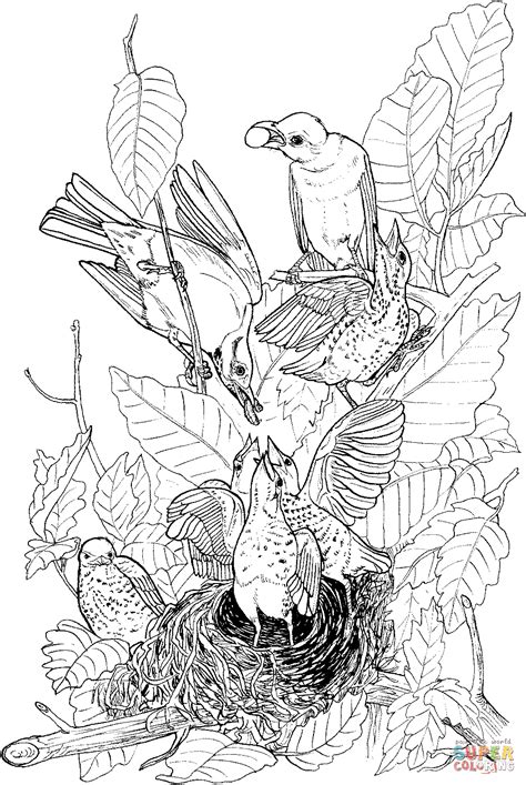 100% free bird coloring pages. american robin coloring page - Vingel