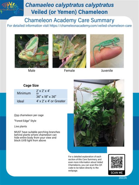 Veiled Chameleon Care Chameleon Academy