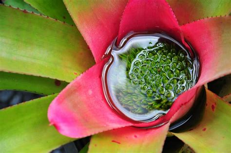 Bromeliad Types Cultivation And Care Plantura