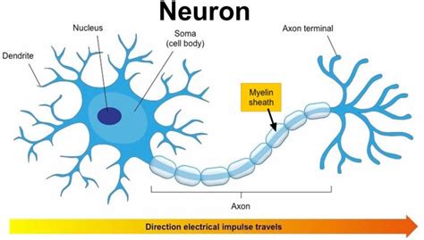 Myelin Sheath