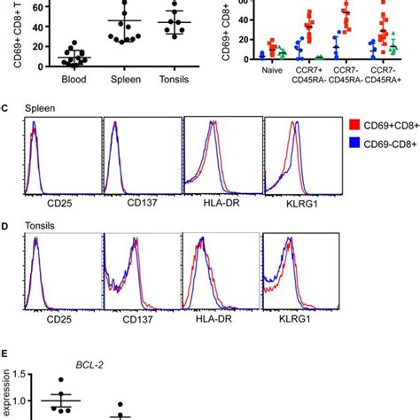 Cd69cd103cd8 T Cells Localize Near The Epithelial Barrier In