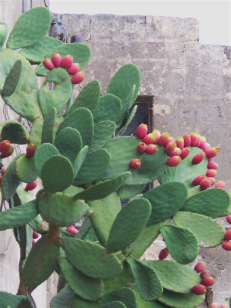 Nuphar sm., 1809 è un genere di piante angiosperme appartenenti alla famiglia delle ninfeacee dai fiori acquatici molto decorativi. FICHI D'INDIA | Fichi, Fiori, Piante