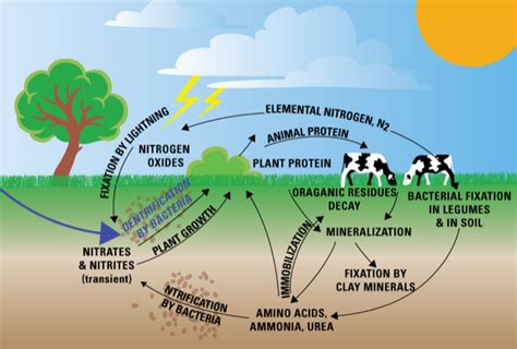 How Do Nutrients Cycle Through An Ecosystem Fertilizer