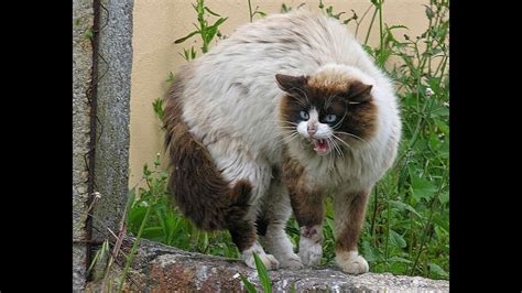 Top 10 Most Aggressivedangerous Cat Breeds In The World Top Ten