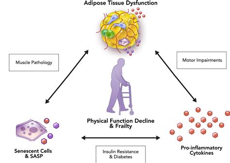 Physiological Aging Links Among Adipose Tissue Dysfunction Diabetes