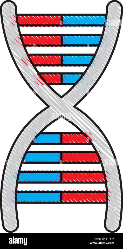 Dibujo Molécula De Adn Cromosómico Genética Biología Imagen Vector De