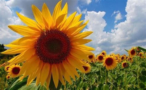 Pin By Missconni On Sunflower Beautiful Flowers Pictures Sunflower