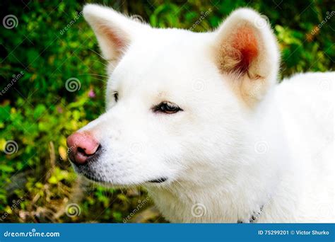 Female White Dog Japanese Akita Akita Inu Stock Image Image Of