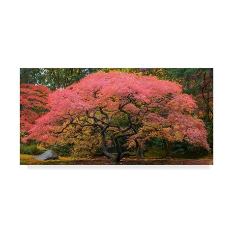 Trademark Fine Art Japanese Maple Tree Pink Canvas Art By Jason