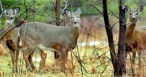 State Biologists Propose 40 Increase In Any Deer Permits This Fall